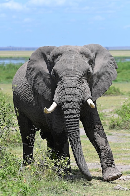 Éléphants d'Afrique dans le parc national de Tarangire, Tanzanie