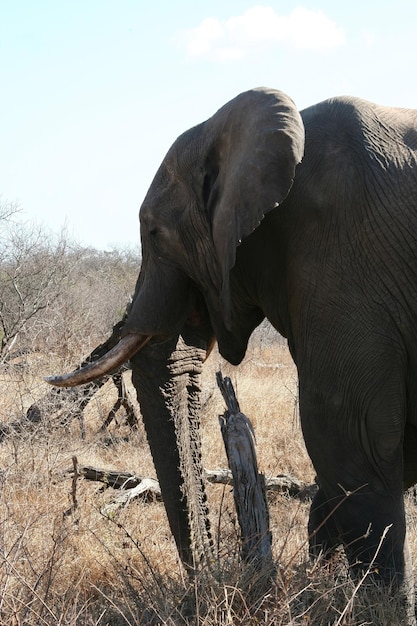 Éléphants d'Afrique du Sud à l'état sauvage