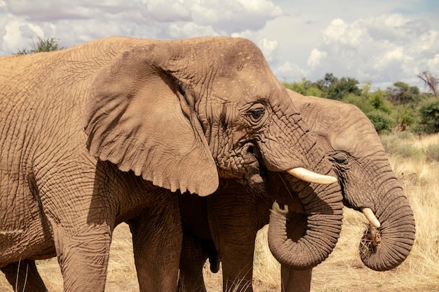 Éléphants d'Afrique marchant dans les prairies luxuriantes du parc national d'Etosha en Namibie