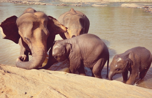 Éléphants au Sri Lanka