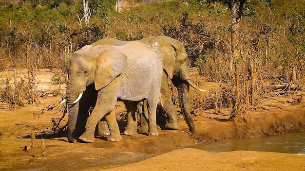 Éléphants buvant dans la nature