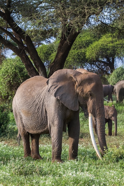 Éléphants dans le marais vert au Kenya