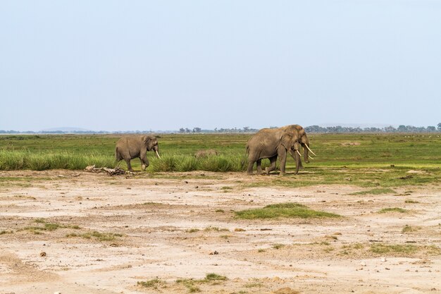 Éléphants dans le marais vert au Kenya