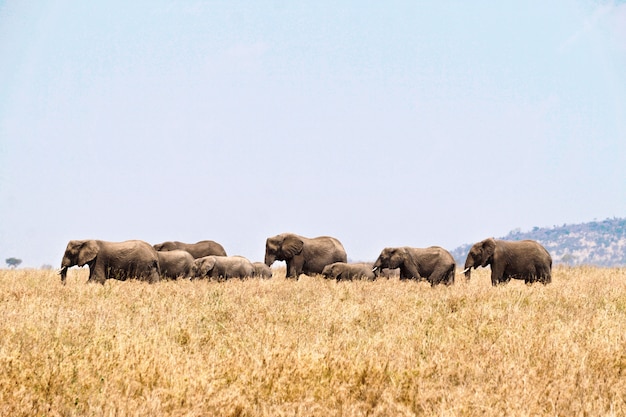 Éléphants dans le parc national du Serengeti, Tanzanie