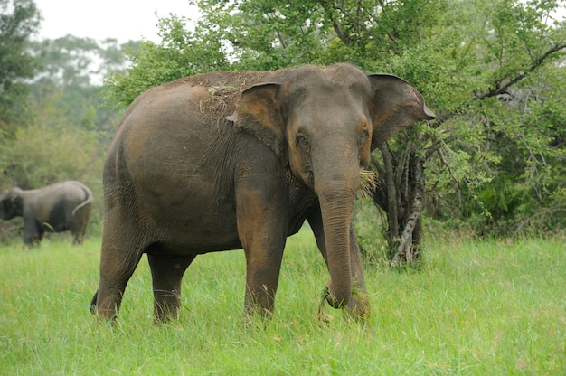 Éléphants dans le parc national du Sri Lanka