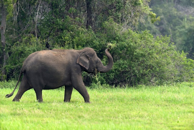 Éléphants dans le parc national du Sri Lanka