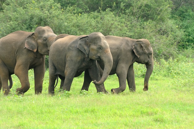 Éléphants dans le parc national, Sri-Lanka