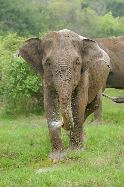 Éléphants dans le parc national, Sri-Lanka