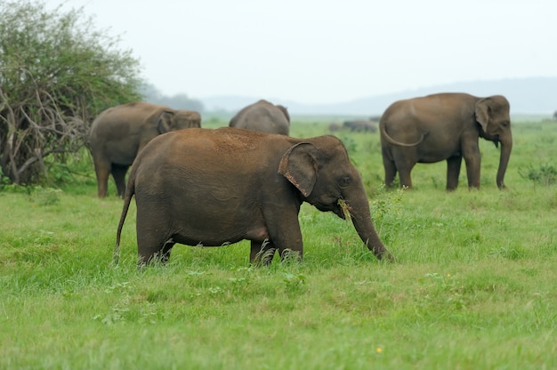 Éléphants dans le parc national, Sri-Lanka