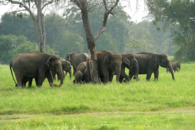 Éléphants dans le parc national, Sri-Lanka