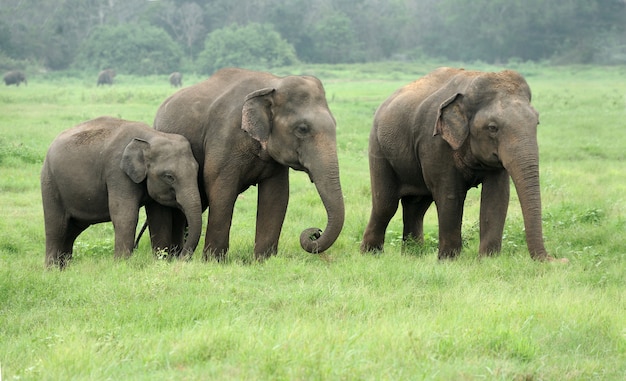 Éléphants dans le parc national, Sri-Lanka