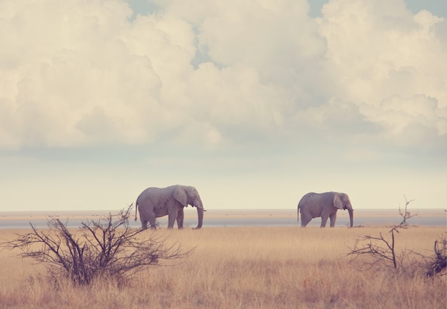 Éléphants dans la savane africaine.