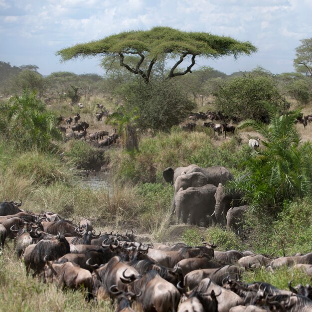 Éléphants et gnous dans le parc national du Serengeti