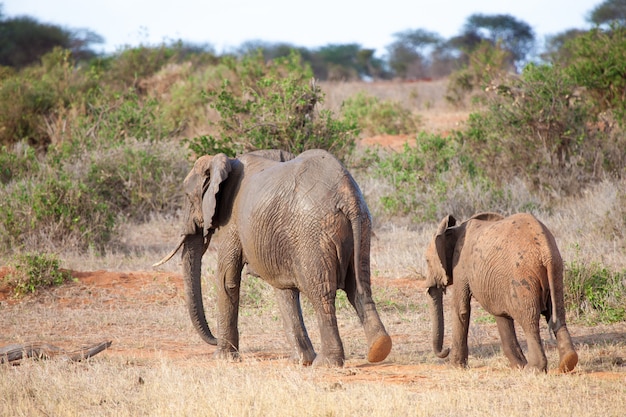 Éléphants marchant dans le paysage de la savane au Kenya