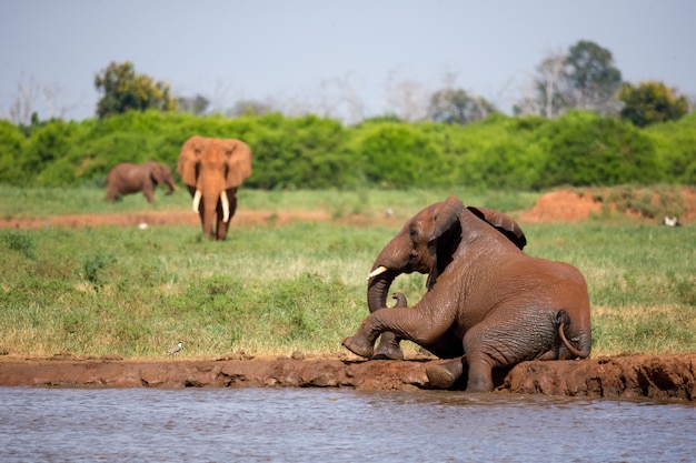 Éléphants rouges sur le point d'eau dans la savane du Kenya