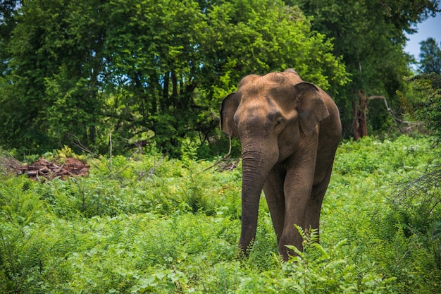 Éléphants sauvages au parc national d'Udawalawa Yala au Sri Lanka