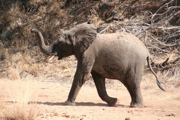 Éléphants sud-africains dans une forêt