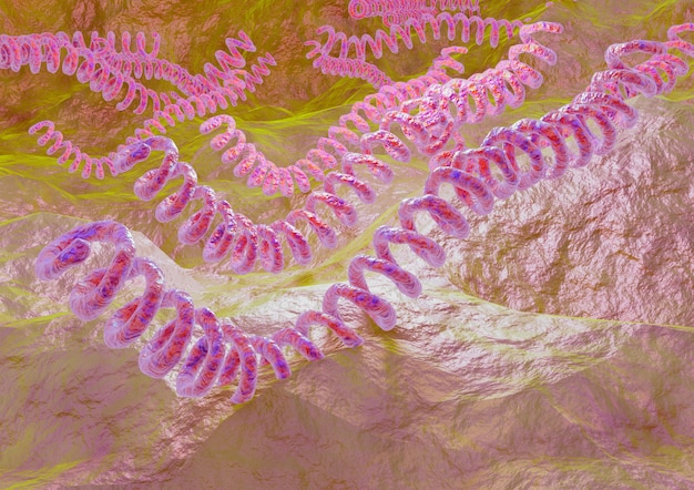 Leptospira est une bactérie spirale qui provoque la leptospirose. illustration 3D