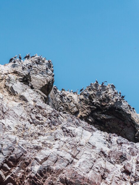 Îles Ballestas Paracas Ica Pérou