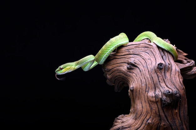 Lesser Sunda pit viper (Trimeresurus insularis) sur fond noir