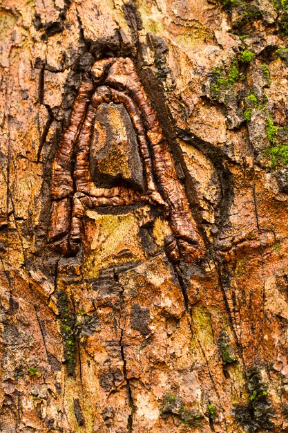 Lettre A gravée sur un arbre