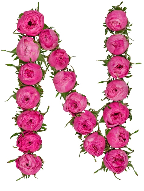 Lettre N de l'alphabet des fleurs de roses isolées sur fond blanc