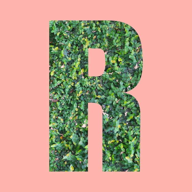 Lettres de l'alphabet de forme R dans un style feuille verte sur fond rose pastel pour la conception de votre travail.