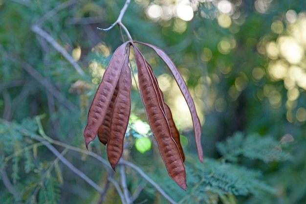 Leucaena leucocephala est un petit arbre mimosoïde à croissance rapide originaire du sud du Mexique