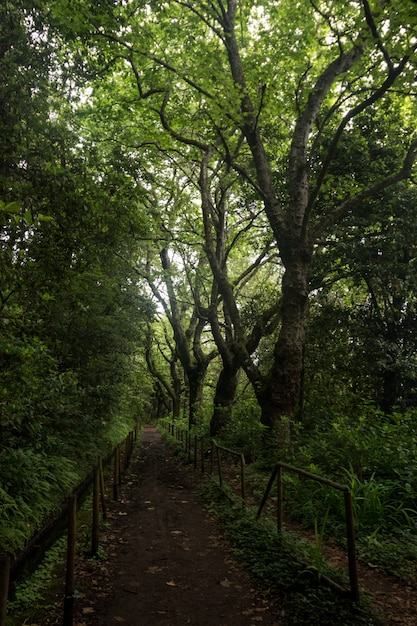 Levada de Caldeirao Verde