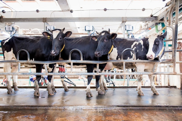 Élevage de bétail dans une ferme d'élevage.