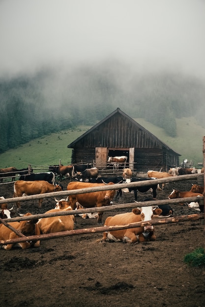 Élevage de bovins Eco dans la montagne en Ukraine