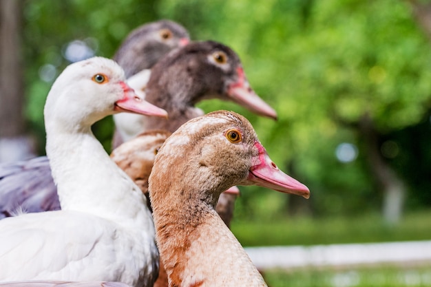 Élevage de canards à la ferme