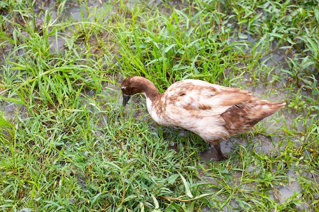 Élevage de canards fermiers Canard biologique naturel