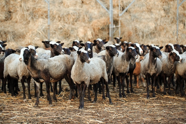 Élevage de moutons. Groupe d'animaux domestiques moutons.