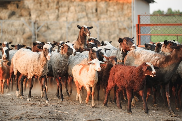 Élevage de moutons. Groupe d'animaux domestiques moutons.