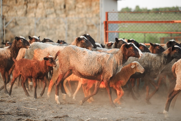 Élevage de moutons. Groupe d'animaux domestiques moutons.