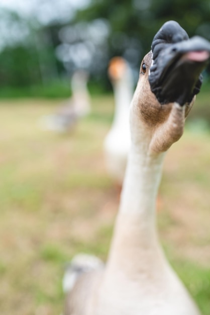 Élevage d'oies, ferme d'animaux vivant dans la nature, oiseau d'oie blanche ou grand canard avec plume