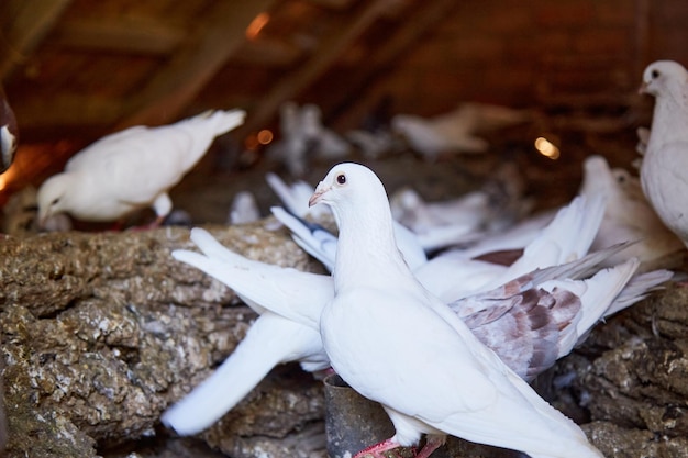 Élevage de pigeons de race pure dans une cour privée Maison chaleureuse pour les oiseaux Passe-temps pour l'âme Viande diététique Naturecore concept de vie pastorale rurale Espace de copie Photo de haute qualité