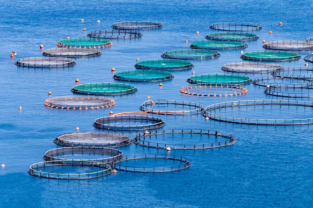 Élevage de poissons en pleine mer avec vue sur les étangs à poissons