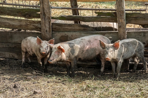 Élevage de porcs et élevage de porcs domestiques