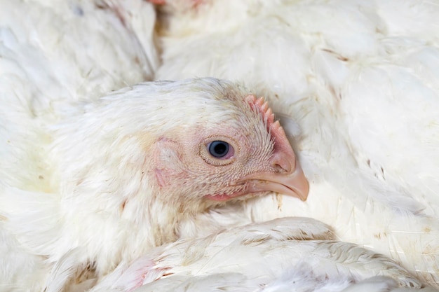 Élevage de poulets dans une ferme avicole