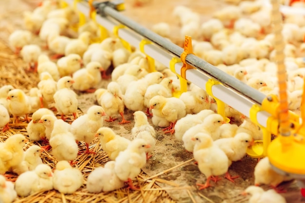 Élevage de poulets à l'intérieur, alimentation des poulets