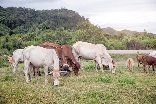 Élevage de vaches sur la colline de montagne