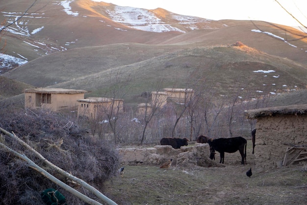 Élevage de vaches dans un village de montagne