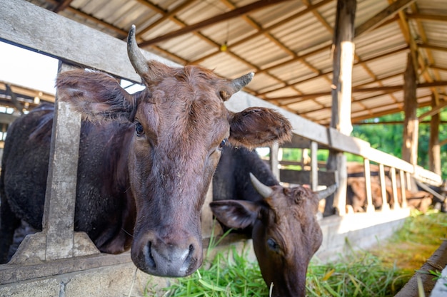 Élevage de vaches wagyu dans une ferme agricole industrielle. Concept : élever des animaux ou des agriculteurs élevant des vaches wagyu avec des vaches d'étable dans une ferme agricole industrielle.