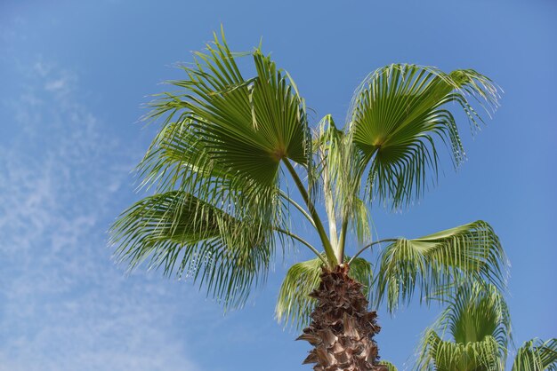 Levant les palmiers contre un ciel bleu clair - concept de station balnéaire tropicale