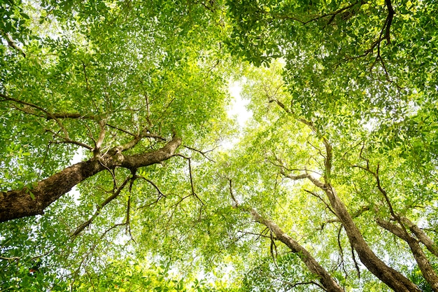 En levant les yeux dans une forêt verte au jour d'été ensoleillé