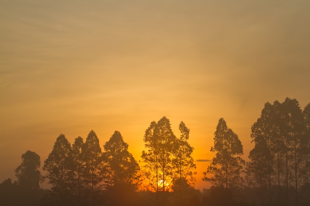 Lever du soleil avec belle. Arbre silhouette