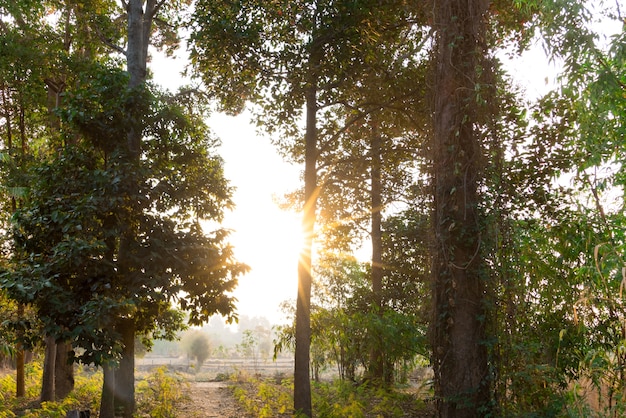 Lever du soleil sur le champ de la Thaïlande rurale