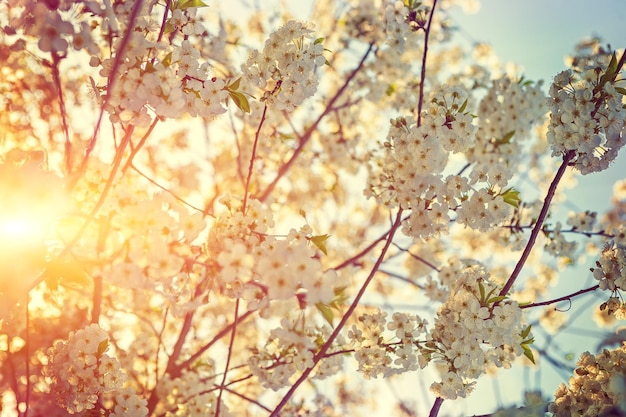 Lever du soleil dans les branches du cerisier en fleurs.